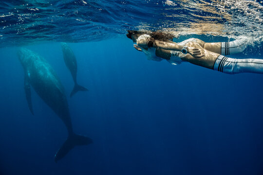 A female free diver swimming with humpback whales