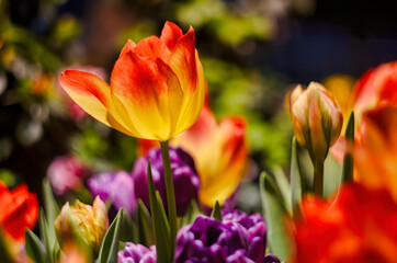 Amercian Dream tulip is blloming in spring 