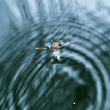 (Notonecta maculata) La notonecte macul&eacute;e ou abeille d'eau