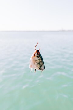 fish head used as bait