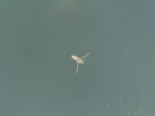 Notonecte maculée ou abeille d'eau (Notonecta maculata) nageant sur le dos et venant respirer à la surface