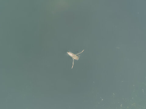 Notonecte macul&eacute;e ou abeille d'eau (Notonecta maculata) nageant sur le dos et venant respirer &agrave; la surface