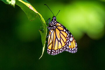 monarch butterfly on a flower precious