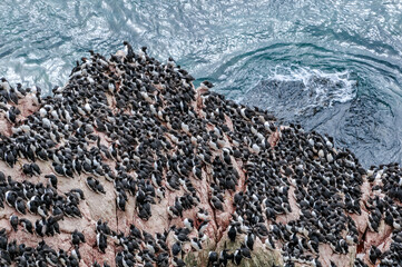 Common Murres (Uria aalge) at Chowiet Island, Semidi Islands, Alaska, USA