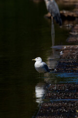 seagull on the water alone