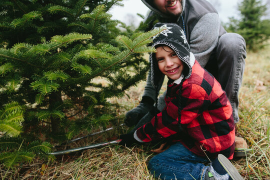 child helps father saw down christmas tree