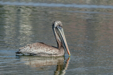 Brown Pelican (Pelecanus occidentalis) in Malibu Lagoon, California, USA