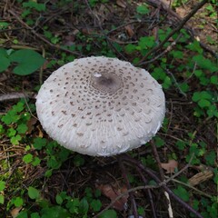 mushroom in the forest