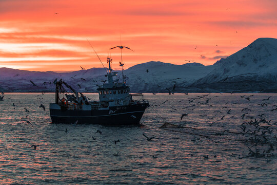 Seagulls surrounding fishing boat on the ocean with sunrise