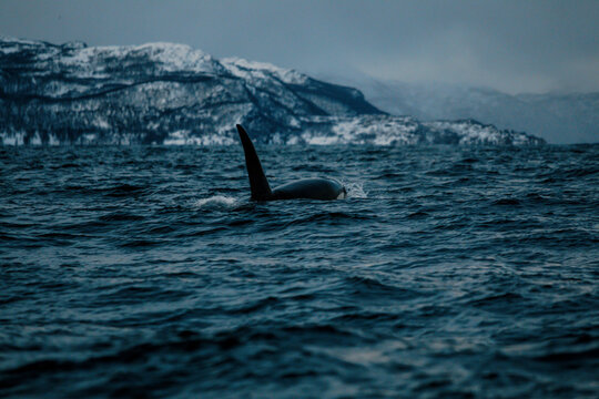 Orca swimming on surface in cold water with snow mountain