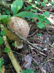mushroom in the grass
