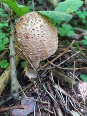 mushrooms in the forest