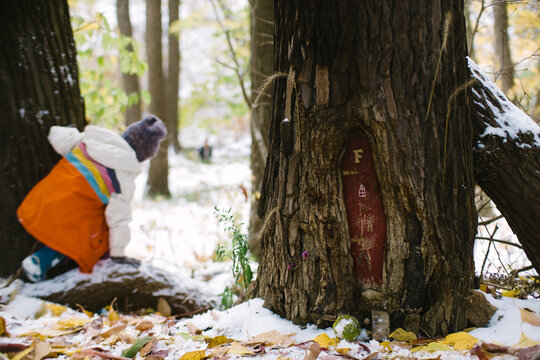 fairy door in tree in woods