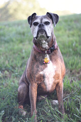 Boxer Dog Sitting In Grass