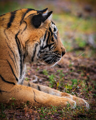 Close-up of a tiger