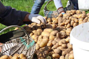 street lighting. several people sort the potatoes.