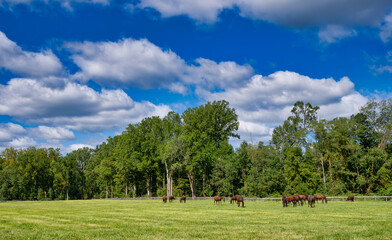 Horses in a Field