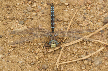 Close Up of a Blue Dragonfly