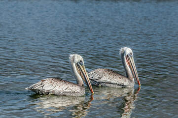 Brown Pelican (Pelecanus occidentalis) in Malibu Lagoon, California, USA