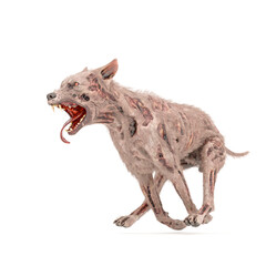 zombie dog is running fast and isolated in white background