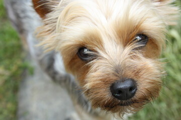 Naklejka na ściany i meble yorkshire terrier portrait