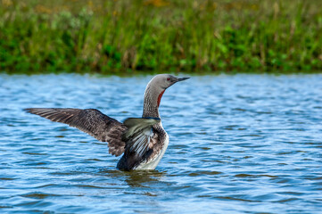 Red-throated Loon (Gavia stellata) in Barents Sea coastal area, Russia