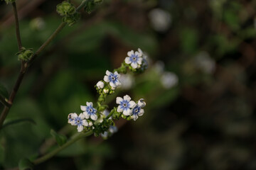 Close-up of tiny white flowers with blue shades at Kaas plateau in India