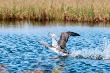 Red-throated Loon (Gavia stellata) in Barents Sea coastal area, Russia