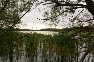 Fototapeta na wymiar Goose Lake in the Forest