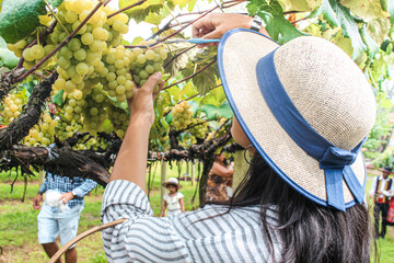 Colhendo uvas na parreira