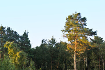 sunrise on tall tree