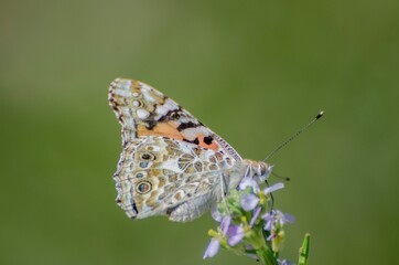 Close up of Vanessa del Cardo butterfly on flower with green background