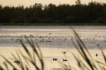 A Silhouette of Waterfowl at Goose Lake
