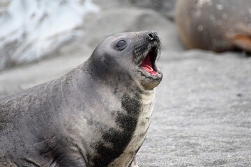 I want food - baby elephant seal