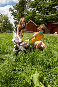 Walpole, New Hampshire, USA, 2020.  Children wearing masks  during a farm visit to play with a goat during Covid-19