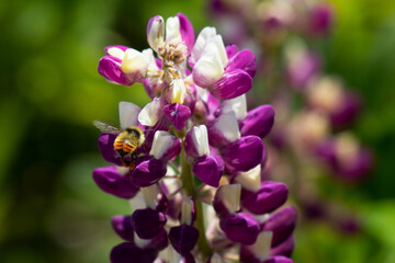 Hunt's Bumble Bee
