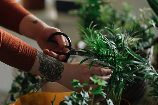 Anonymous Hands Trimming And Pruning House Plants