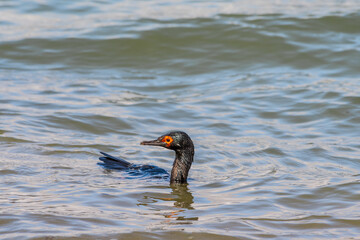 Rock Shag (Leucocarbo magellanicus) in Ushuaia area, Land of Fire (Tierra del Fuego), Argentina