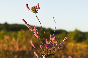 closeup of  purple heather 