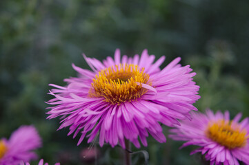 Chrysanthemum flower in the garden
