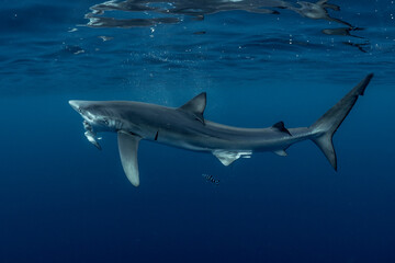 Shark attack on a seabird