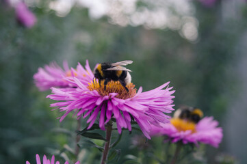 Bumblebee pollination of flowers in the garden