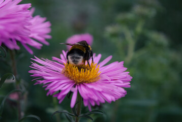 Bumblebee pollination of flowers in the garden