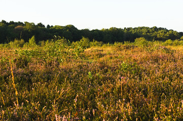 yellow and purple flower in heath land