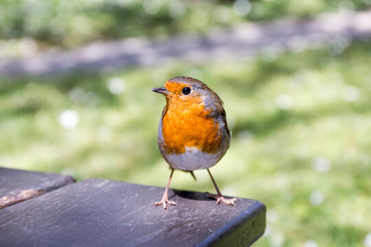Curious robin on a picnic table
