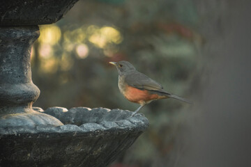 Bird on a fountain #8