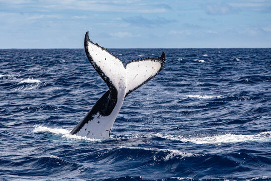 A humpback whale slap tail