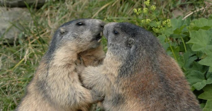 Alpine marmots arguing