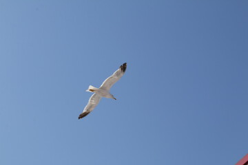 gabbiano che vola nel cielo