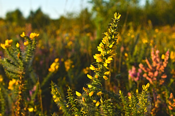 Fabaceae Ulex Gorse yellow flower